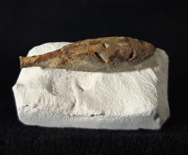 Stachel eines Tylocidaris baltica (SCHL�TER 1892) - Bild &copy; FossNet FossilienStore